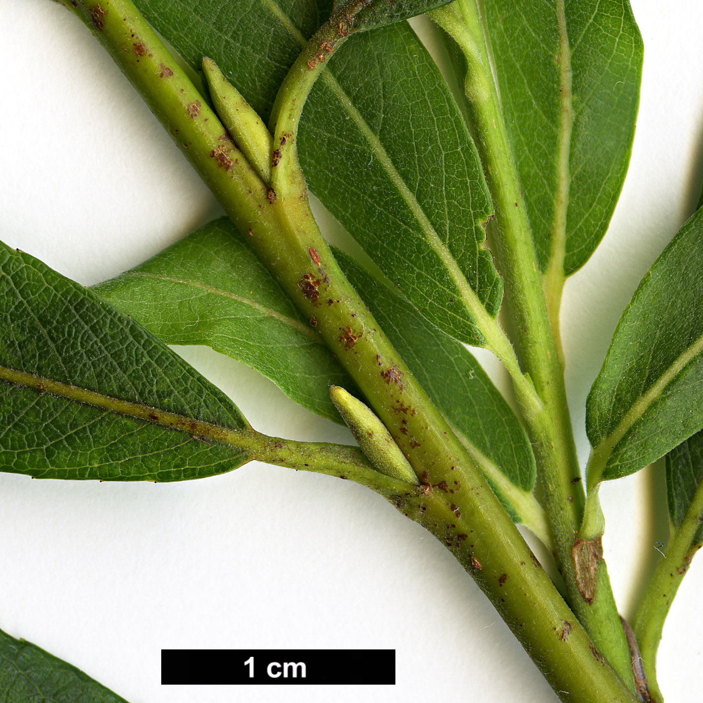 High resolution image: Family: Salicaceae - Genus: Salix - Taxon: miyabeana - SpeciesSub: subsp. gilgiana